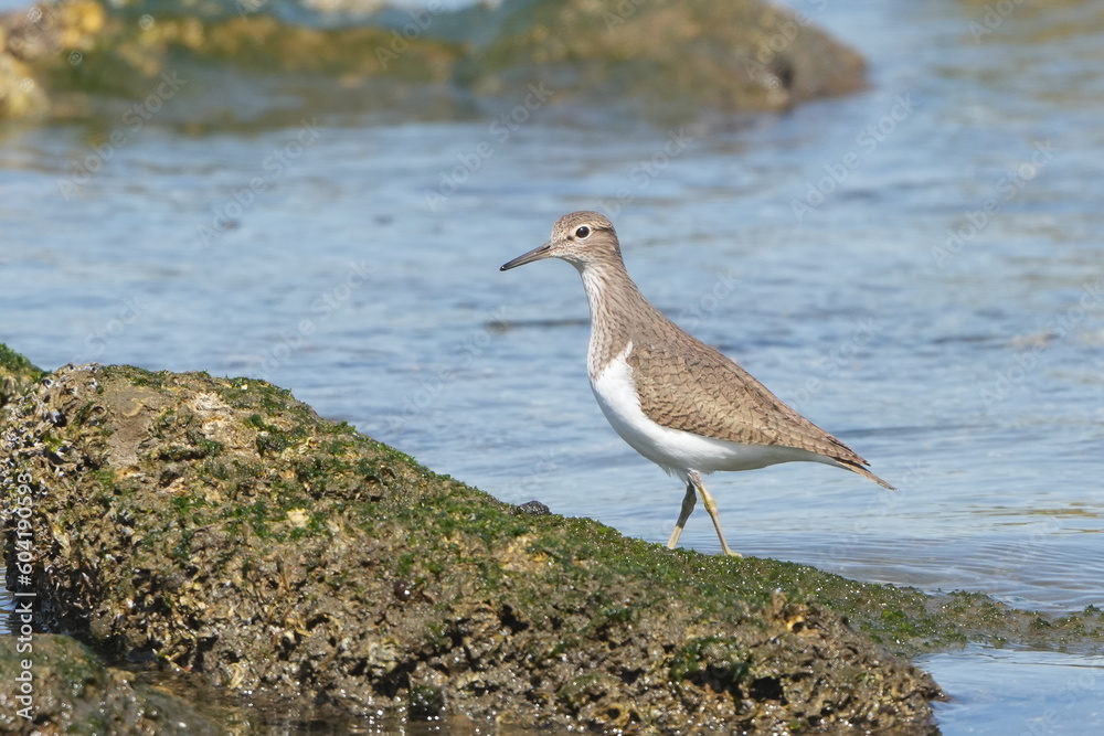sand piper in a seashore sand piper in a seashore