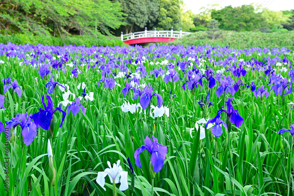 カキツバタ カキツバタ