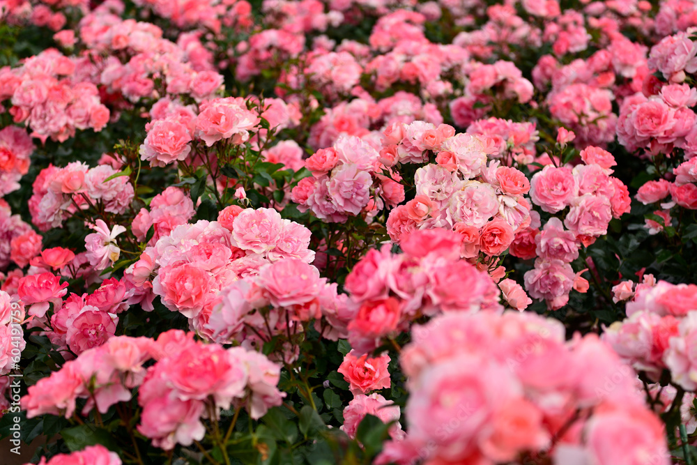 Fototapeta premium 薔薇