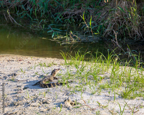 Small alligator on a sandy bank along a river in Florida