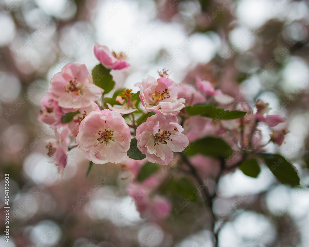 Obraz premium Spring Flowers