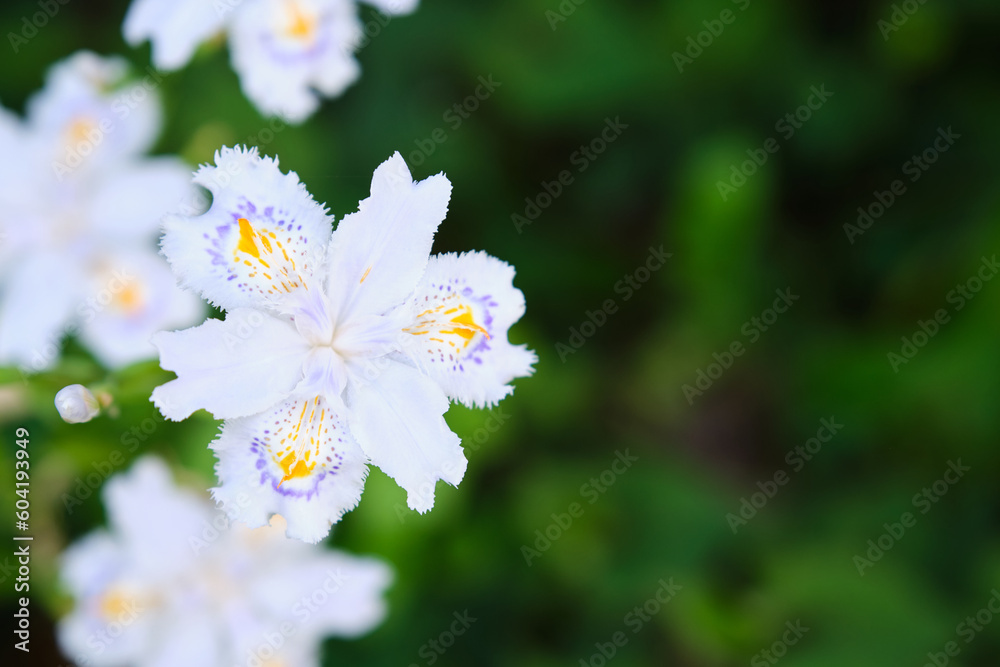 Iris japonica, commonly known as fringed iris, shaga and butterfly flower, at Kyoto, Japan. Iris japonica, commonly known as fringed iris, shaga and butterfly flower, at Kyoto, Japan.