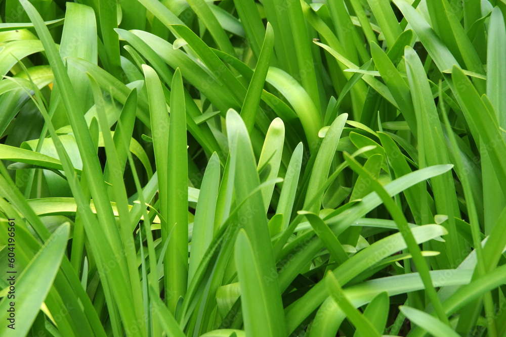 A dense field of green not in bloom agapanthus flowers A dense field of green not in bloom agapanthus flowers