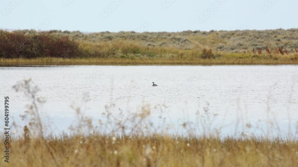 Western Grebe swimming in prairie pond in Montana Western Grebe swimming in prairie pond in Montana