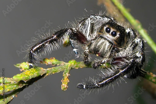 Silken Beauty: Black Spider with Long Hairs Perched on a Branch
