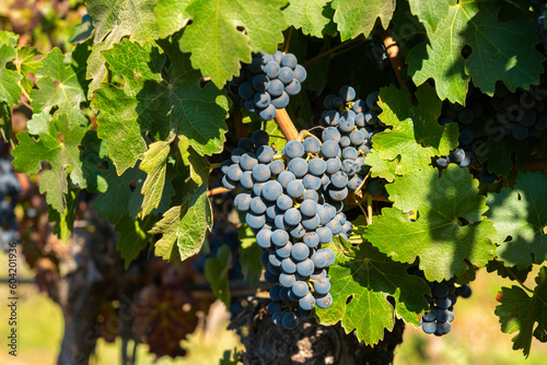 Detail of red grapes at Haras de Pirque winery, Pirque, Maipo Valley, Cordillera Province, Santiago Metropolitan Region, Chile photo