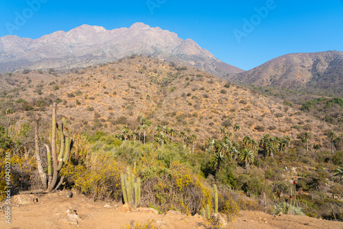 Cactuses and Chilean palm trees against Cerro La Campana at Sector Palmas de Ocoa, La Campana National Park, Cordillera De La Costa, Quillota Province, Valparaiso Region, Chile