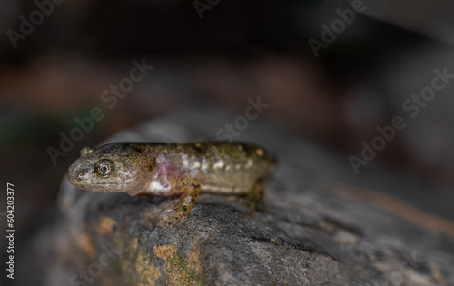 Marbled salamander recently metamorphized from its aquatic larval stage  -Connecticut photo