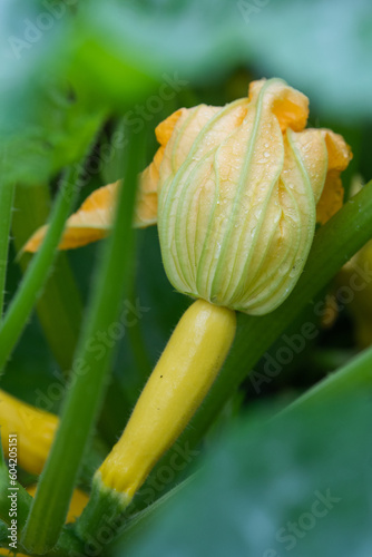 Summer squash are a healthy and nutritious harvest.