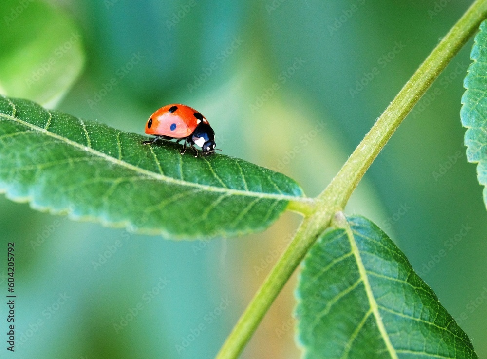 ladybug on leaf ladybug on leaf
