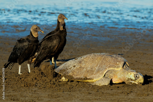 Vultures wait to steal eggs as Olive Ridley turtle digs nest at this refuge, Ostional, Nicoya Peninsula, Guanacaste, Costa Rica photo