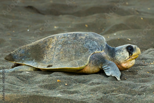 Olive Ridley turtle leaves after nesting at this crucial beach refuge, Playa Ostional, Nicoya Peninsula, Guanacaste, Costa Rica photo