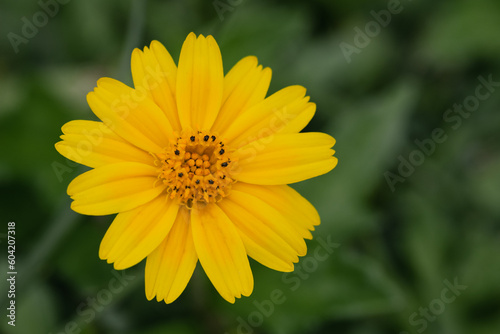 yellow daisy flower in the garden