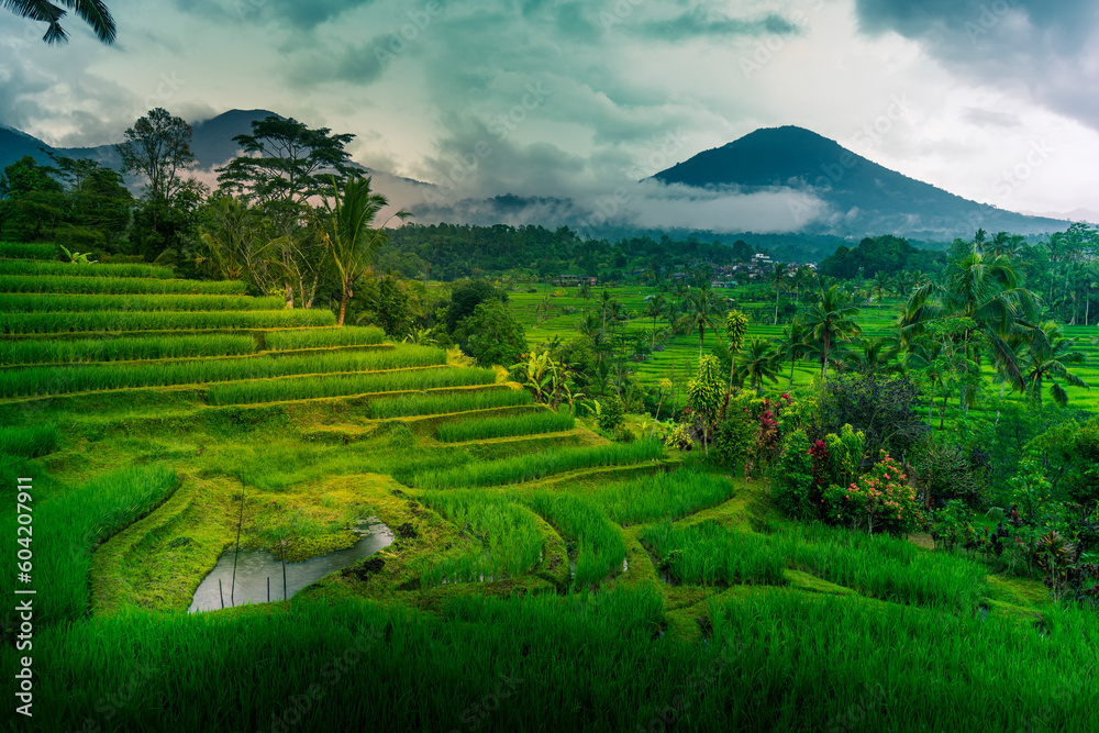 View of Sidemen Rice Terrace, Sidemen, Kabupaten Karangasem, Bali View of Sidemen Rice Terrace, Sidemen, Kabupaten Karangasem, Bali