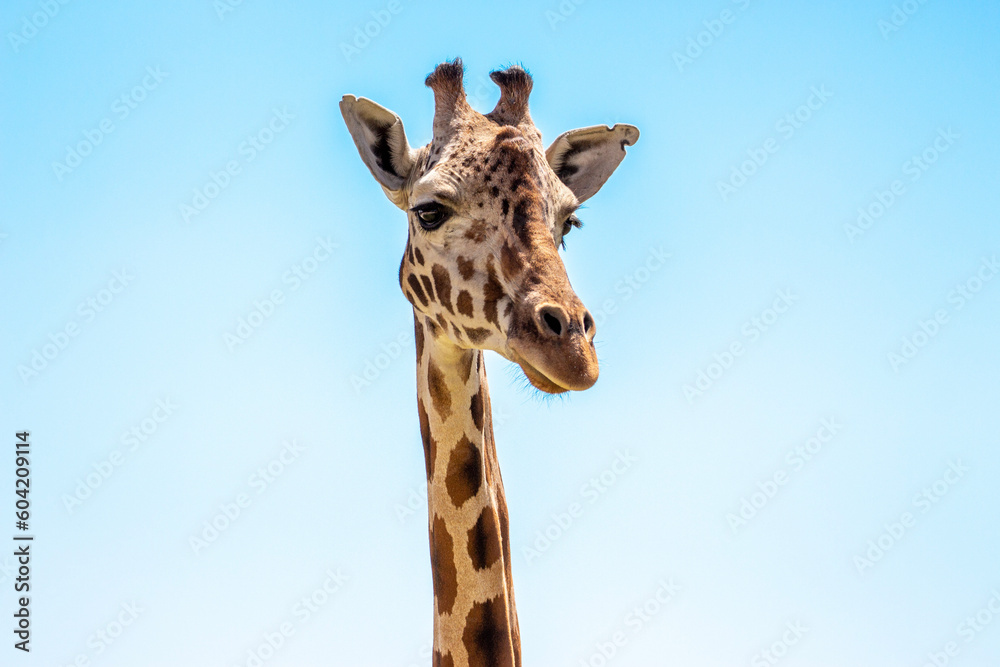 Happy giraffe