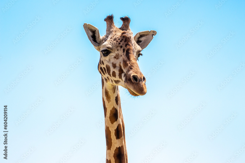 Fototapeta premium Happy giraffe