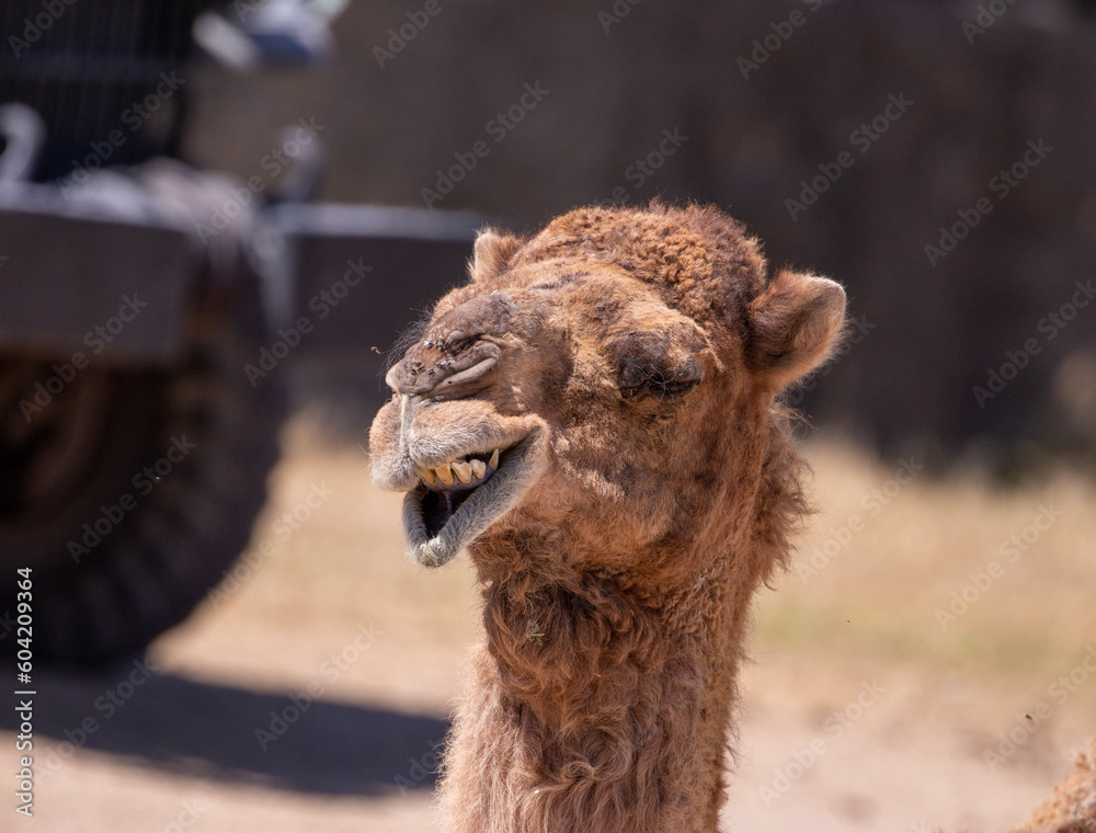 Obraz premium Dromedary smille.