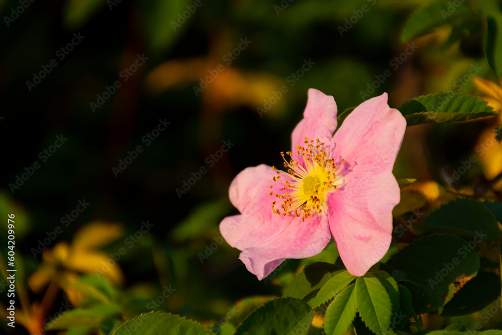 A close up image of an Alberta Wild Rose in the warm evening sunlight. A close up image of an Alberta Wild Rose in the warm evening sunlight.