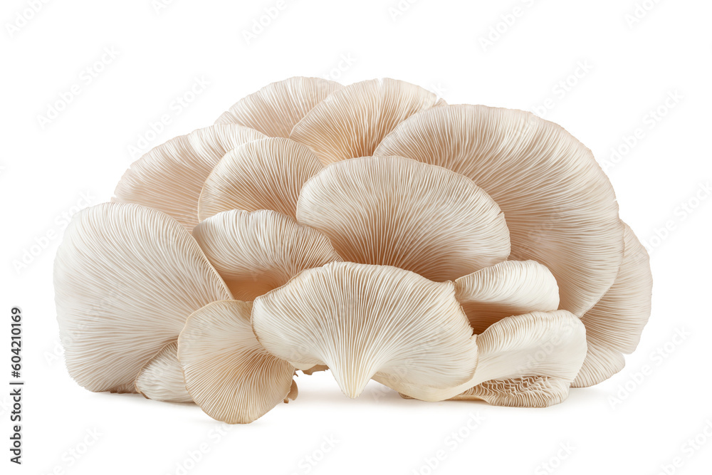 fresh white oyster mushroom isolated on white background fresh white oyster mushroom isolated on white background