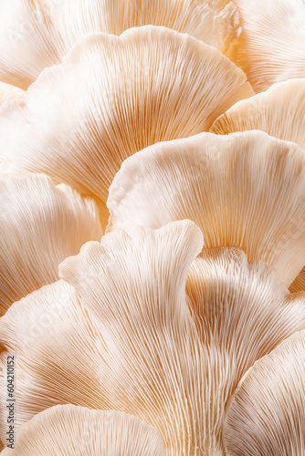 close up pleats of pink oyster mushroom.