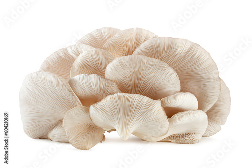 fresh white oyster mushroom isolated on white background