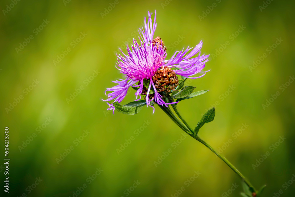 Brown knapweed ( Centaurea jacea ) flowering in meadow, natural blurred background, copy space Brown knapweed ( Centaurea jacea ) flowering in meadow, natural blurred background, copy space