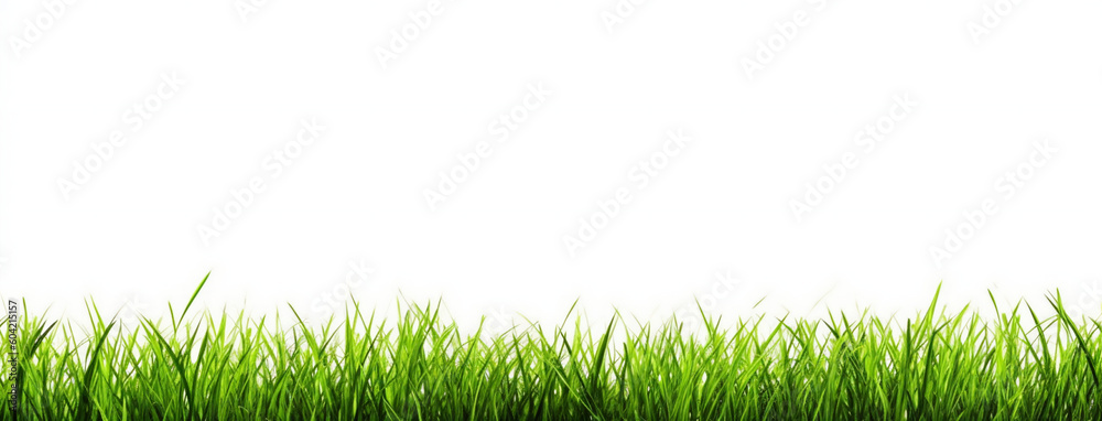 Grass Image Isolated On White Background, In The Sty Grass Image Isolated On White Background, In The Sty