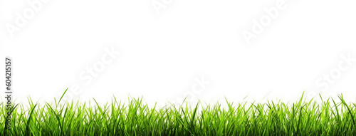 Grass Image Isolated On White Background, In The Sty