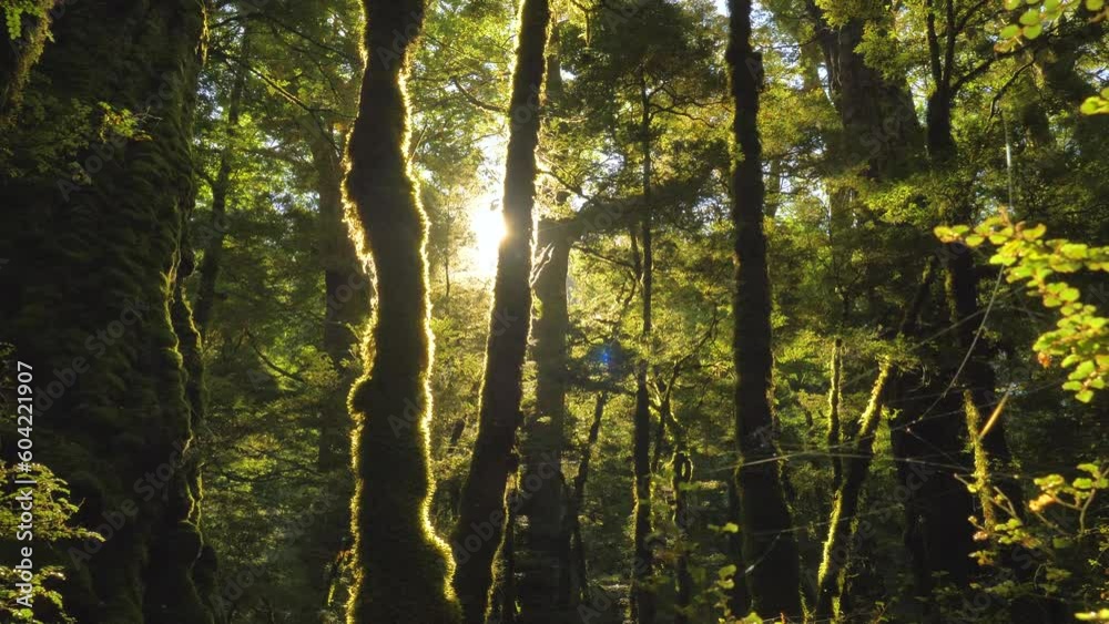 Exploring the Majesty of New Zealand's Temperate beech forest Biodiversity 