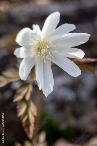 white flower in the garden