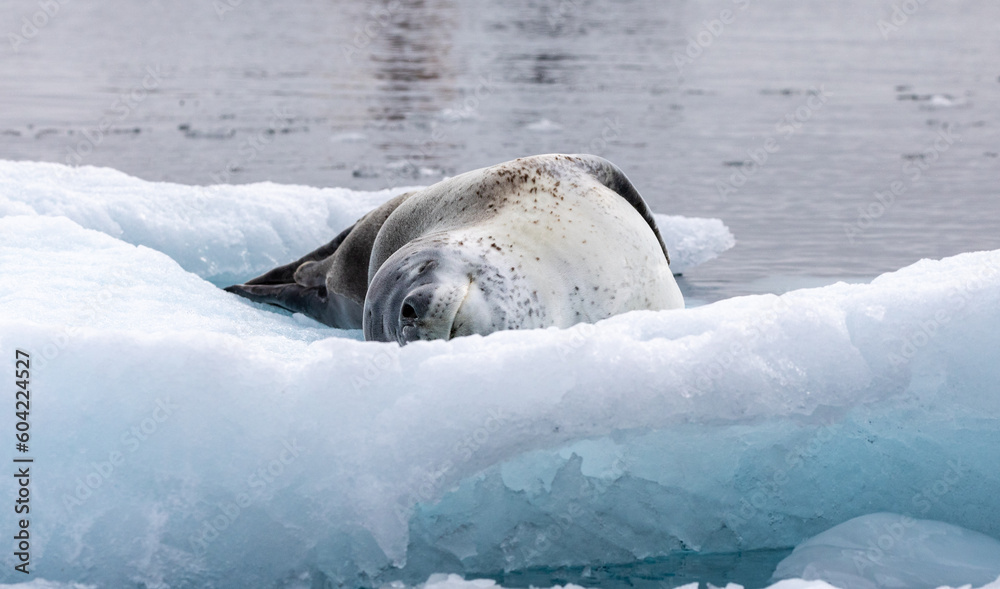 Obraz premium Leopard Seal lying on ice in Antarctica