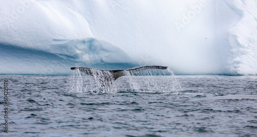Humpback Whales in Orne Harbour, Antarctica © Heather