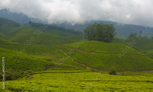 Tea plantation in Munnar, India © Antony