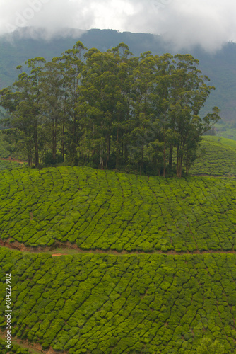 Tea plantation in Munnar  India