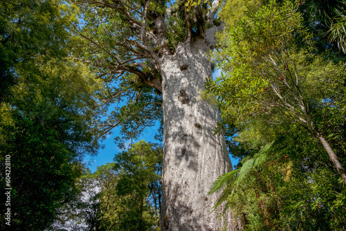 Giant kauri tree famous tourist point of interest photo