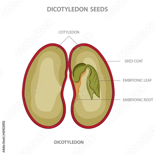 Dicotyledon,  Plants with two cotyledons, net veined leaves, and floral parts in multiples of four or five photo