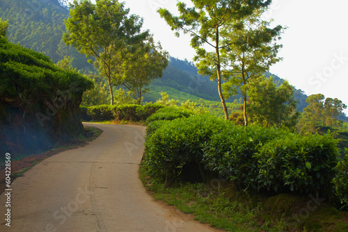 Off road through the tea plantation in Munnar, India