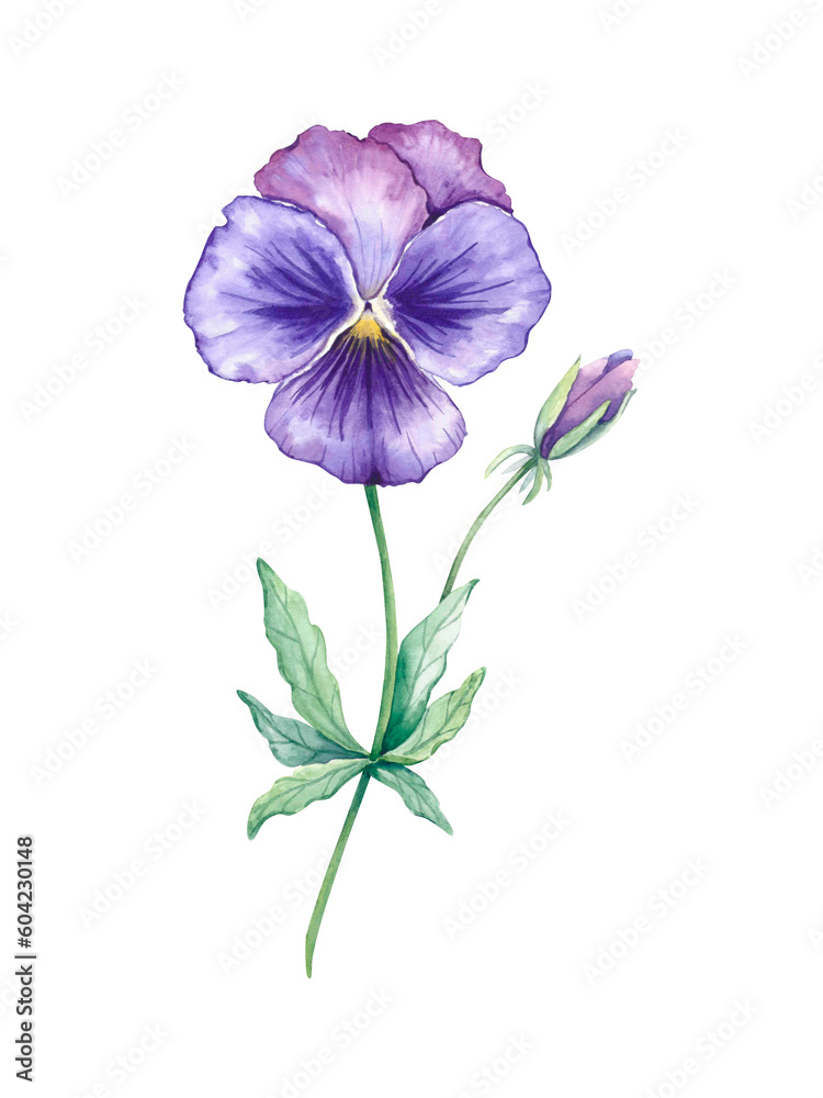 Watercolor flower pansies. Hand-drawn illustration on white background. Blue-purple open flower and closed bud on a green long stem with leaves. 
