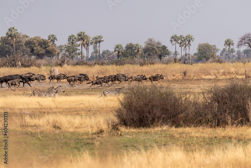 Telephoto shot of a herd of blue wildebeest - Connochaetes taurinus- and Burchell's Plains zebra -Equus quagga burchelli- running through the Okavango Delta, Botswana. © Goldilock Project