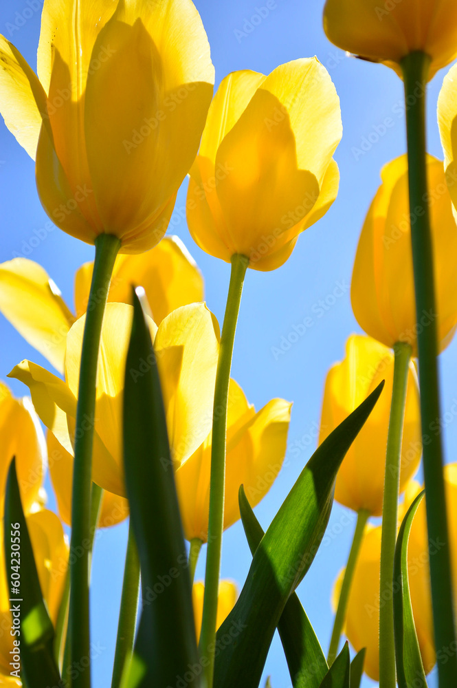 Obraz premium Close Up of Yellow Tulips