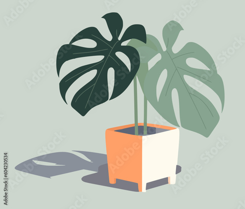 Monstera houseplant, variegated