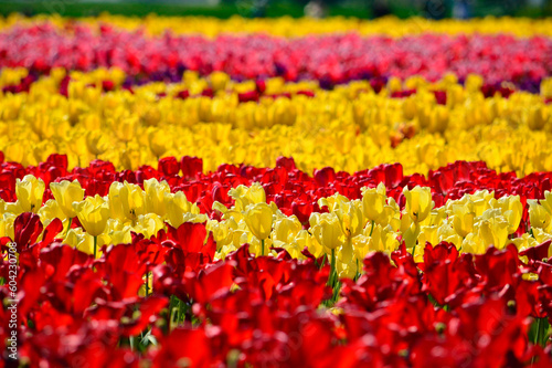 Rows of Tulips © RacheleB