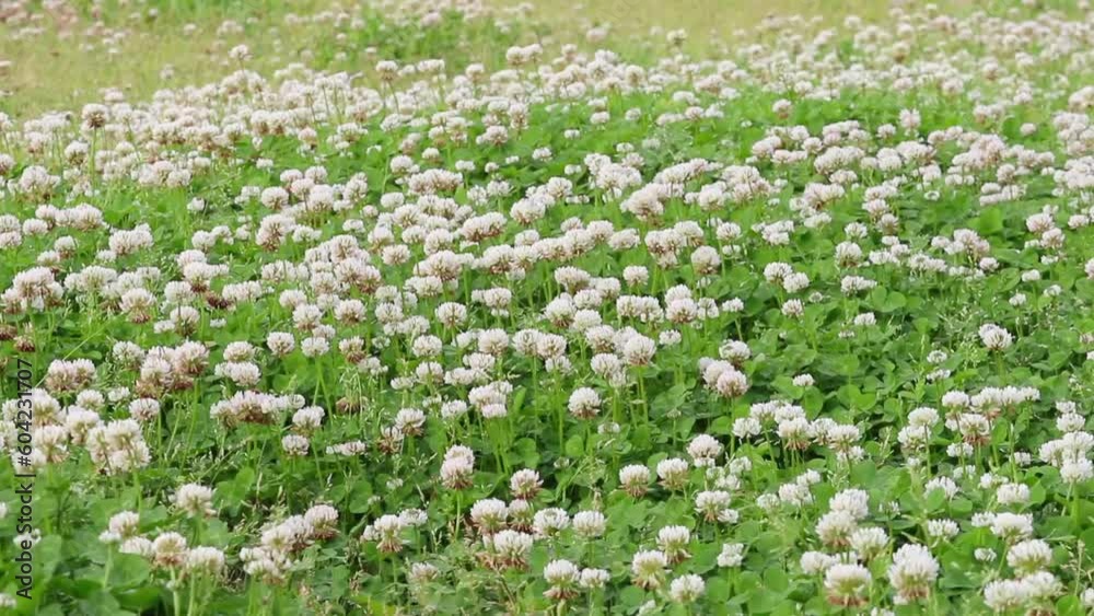 クローバの花と青空　風で揺れる花