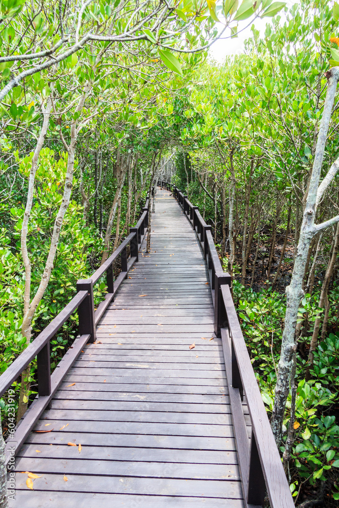 Obraz premium Boardwalk through mangrove forest trees.