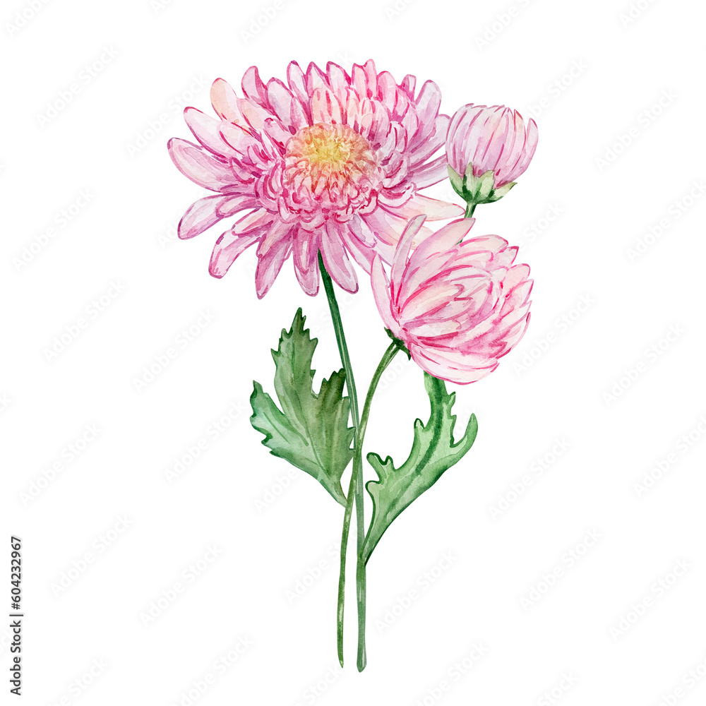Watercolor bouquet chrysanthemum, november birth month flower