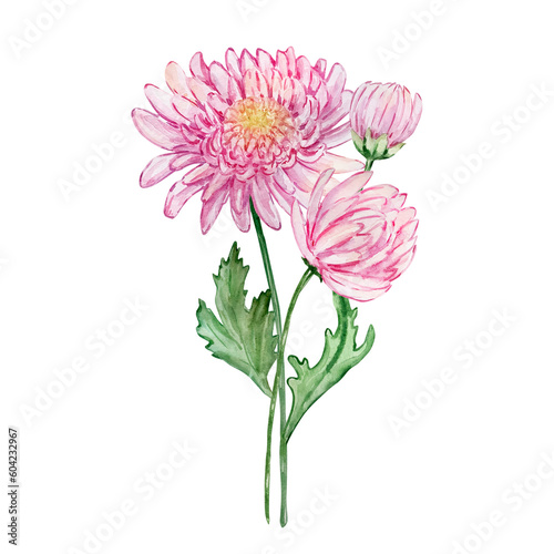 Watercolor bouquet chrysanthemum  november birth month flower