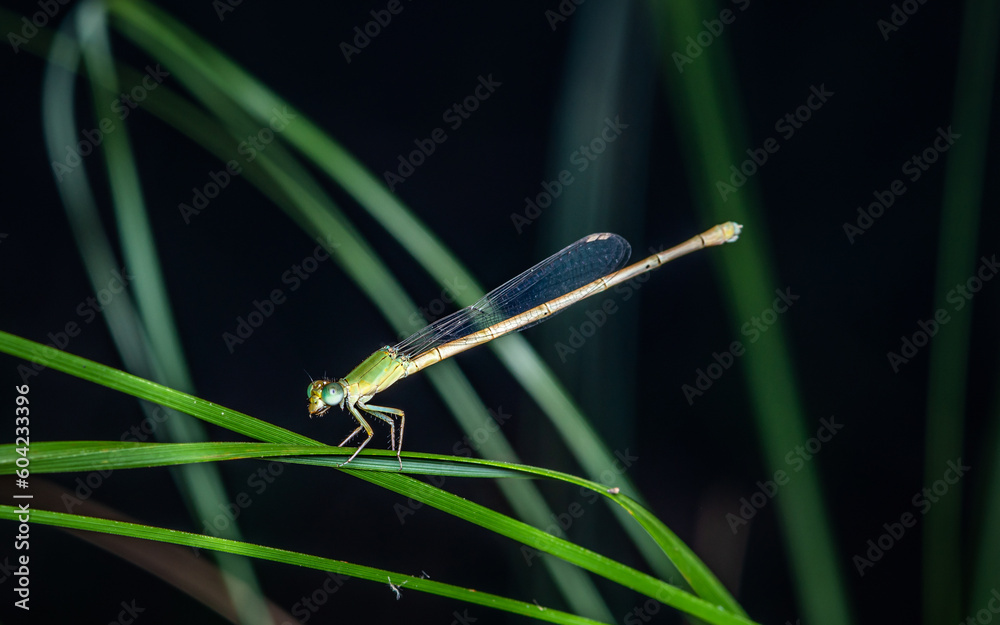 A beautiful little green Damselfly perched on green leaf and nature background, Selective focus, insect macro, Colorful insect in Thailand. A beautiful little green Damselfly perched on green leaf and nature background, Selective focus, insect macro, Colorful insect in Thailand.