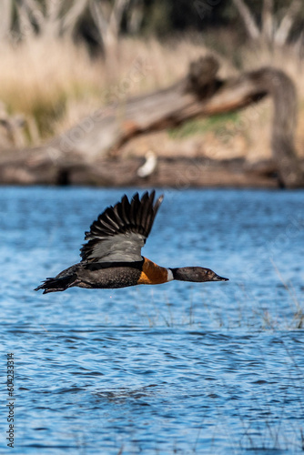 great crested grebe