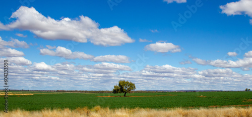 Lone tree surrounded by green pasture with horizon and clouds. Queensland, Australia