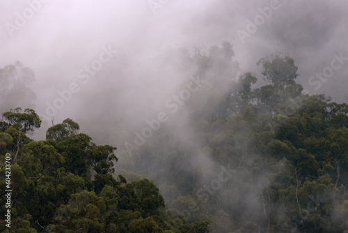 Moody photo of cloud and mist rising above the tree canopy